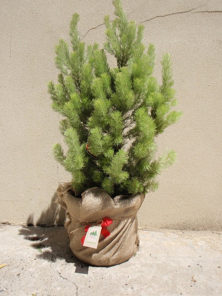 Native Australian Christmas Tree