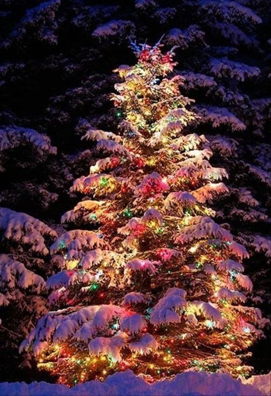 beautiful-outdoor-christmas-tree
