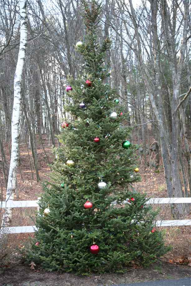 Outdoor Christmas Tree Outdoor christmas trees - christmasopencloud