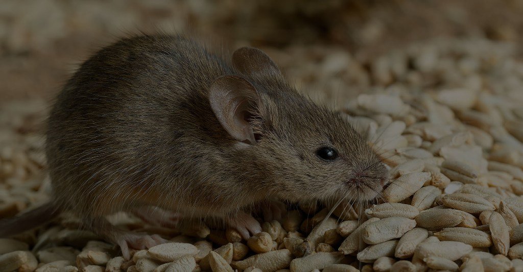 Rats and Mice: The Damage They Cause - MagMent